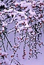 Snow & Berries on Cotoneaster